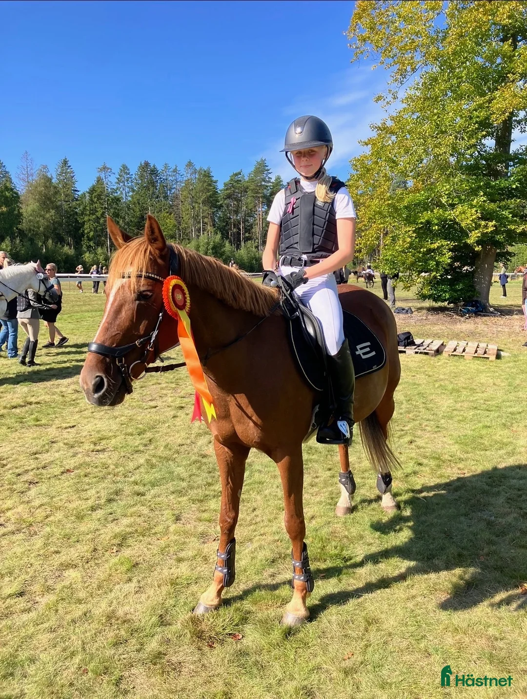 Allround hästar till salu: ⭐️Snäll C-ponny Allround⭐️ - Annons 2
