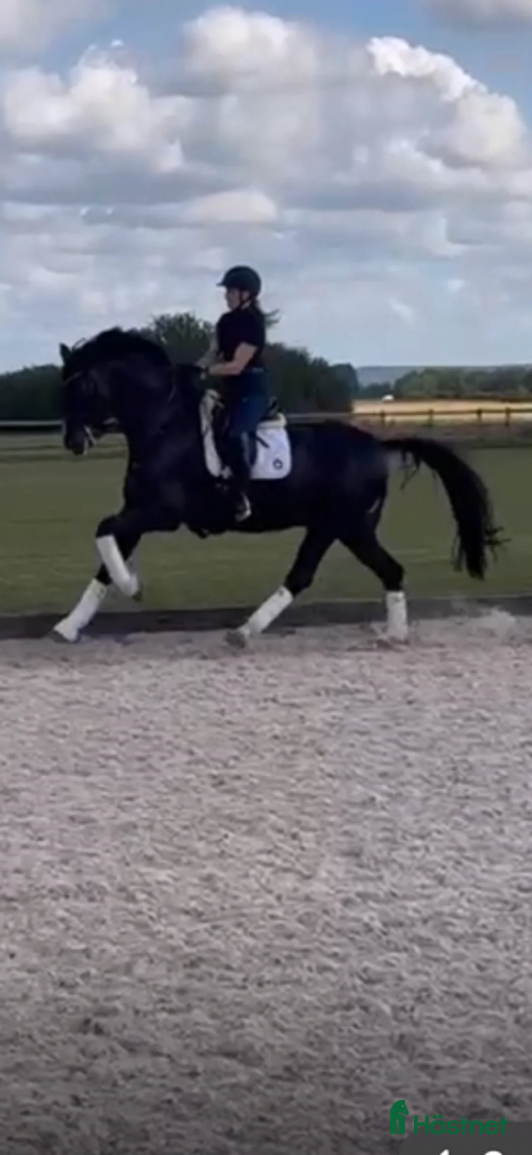 Dressyr hästar till salu: Vacker långbent dressyrvalack i Täby - Annons 2