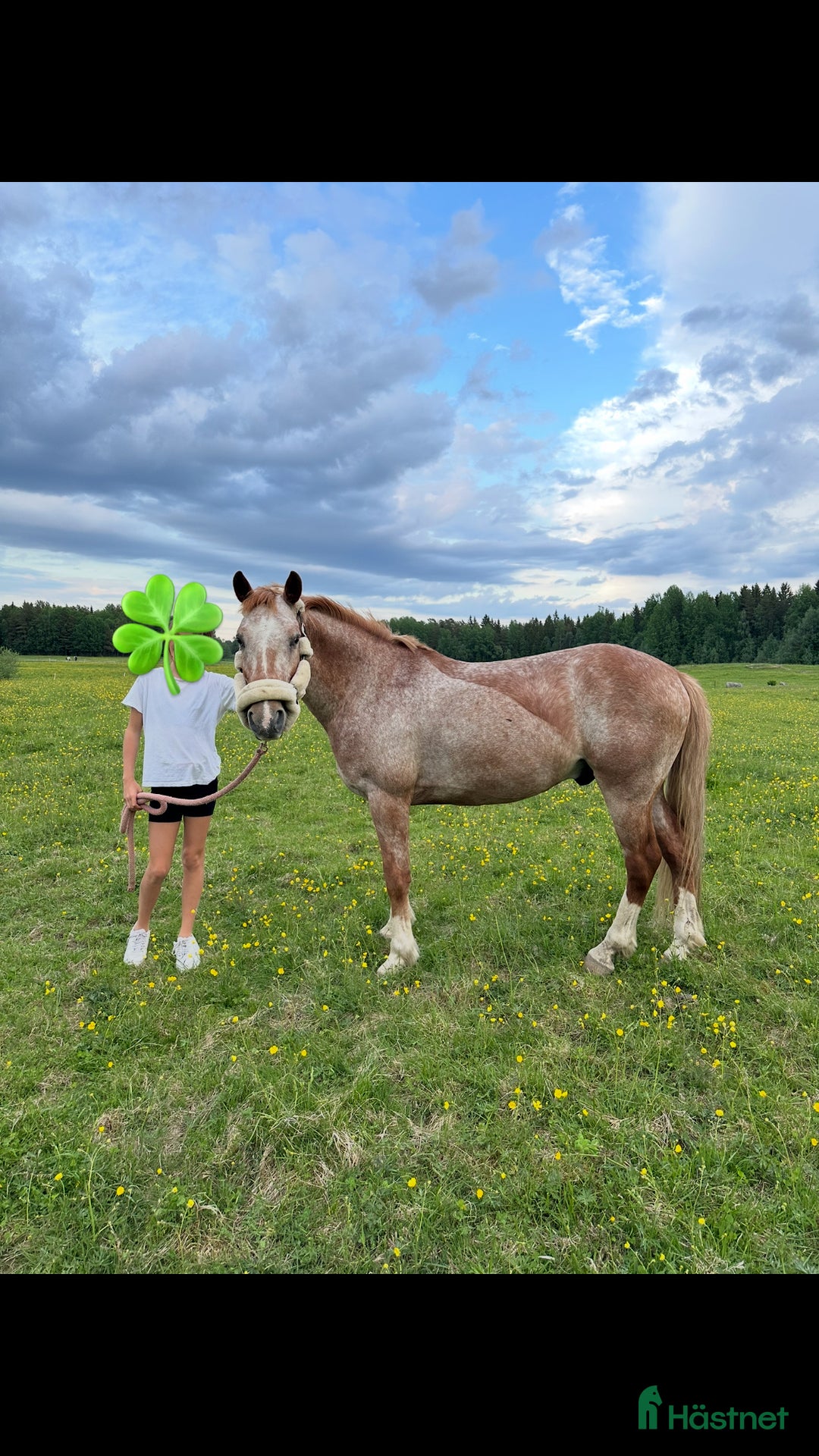 Hoppning hästar till salu: Drömponny för rätt ryttare  i Åmål - Bild 5