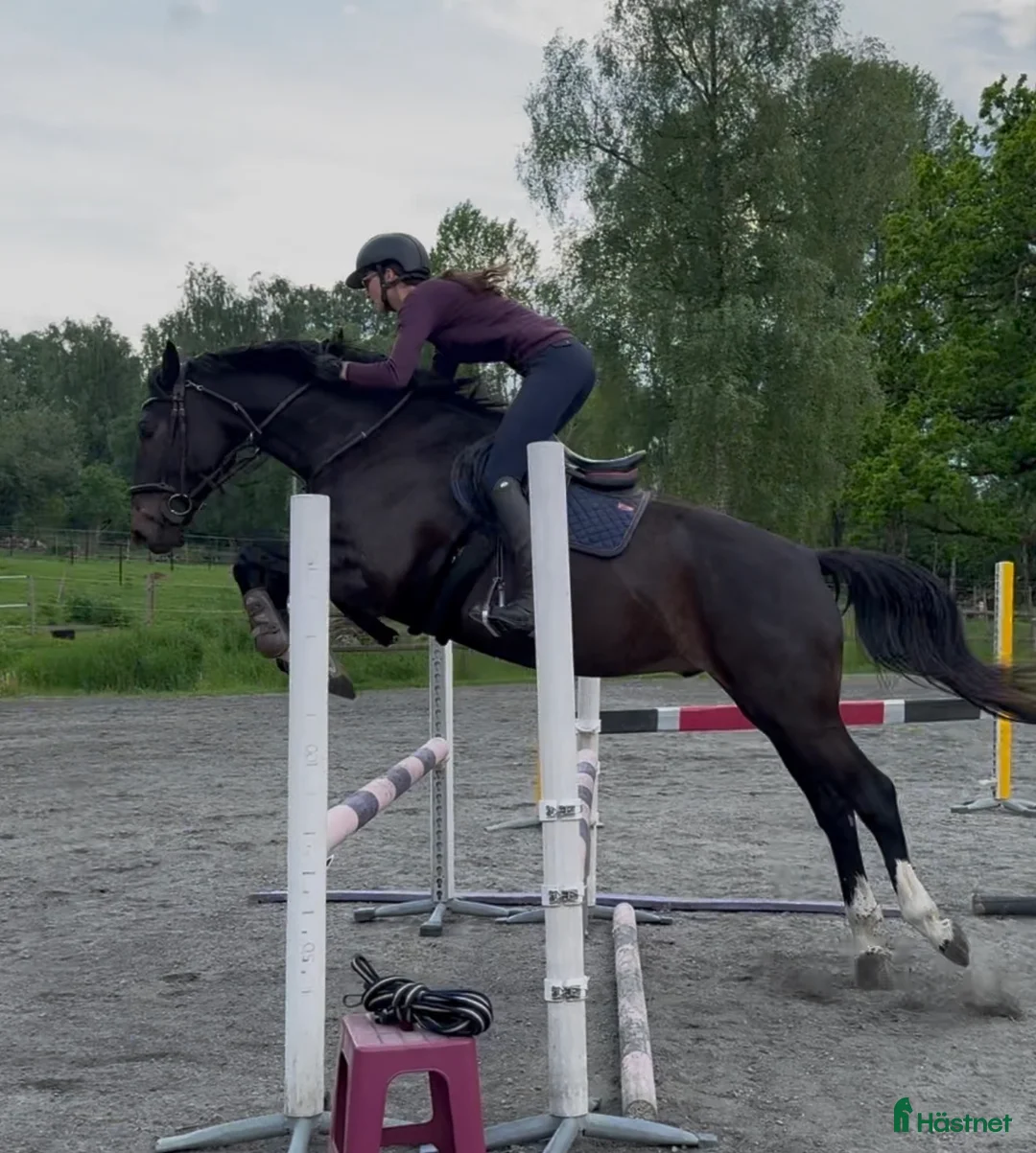 Hoppning hästar till salu: 4-årig SWB Valack- Framtida tävlingshäst  - Annons 1