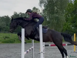 Hoppning hästar till salu: 4-årig SWB Valack- Framtida tävlingshäst - Annons 1