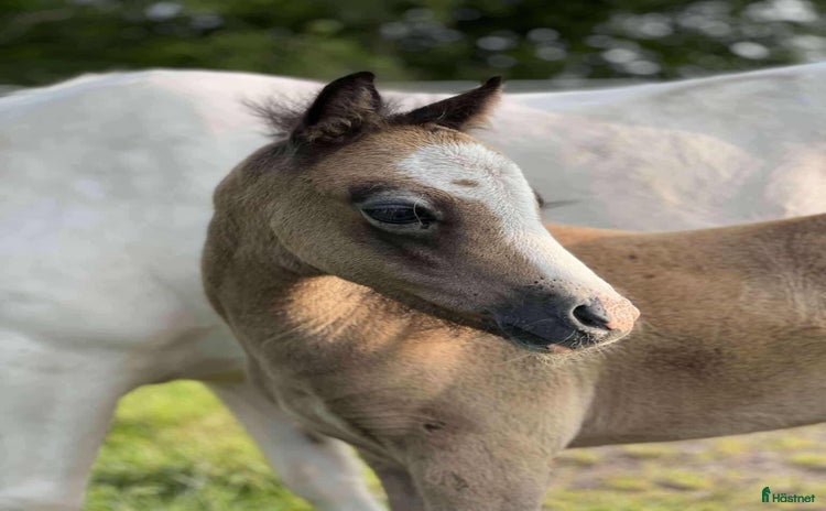  hästar i Stenkullen - Annons 3
