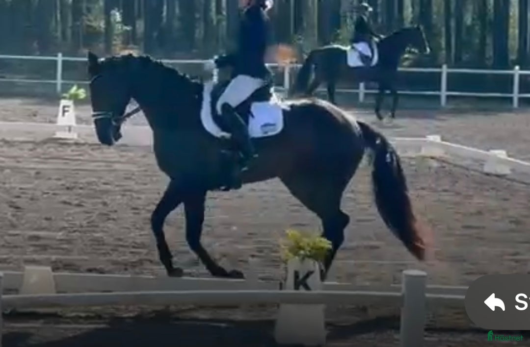 Dressyr hästar till salu: Tävlingshäst i Vimmerby - Annons 2