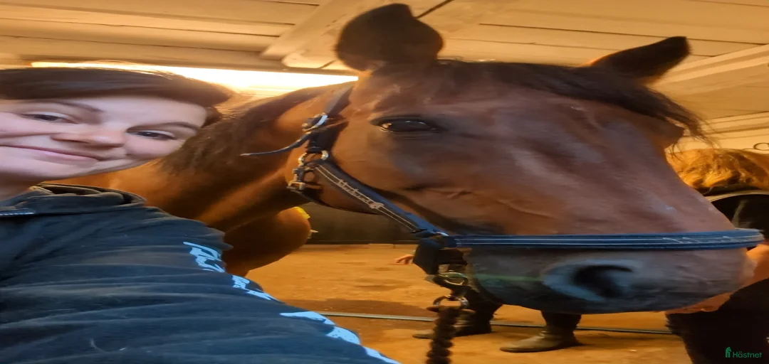 Galleribild {{count}}