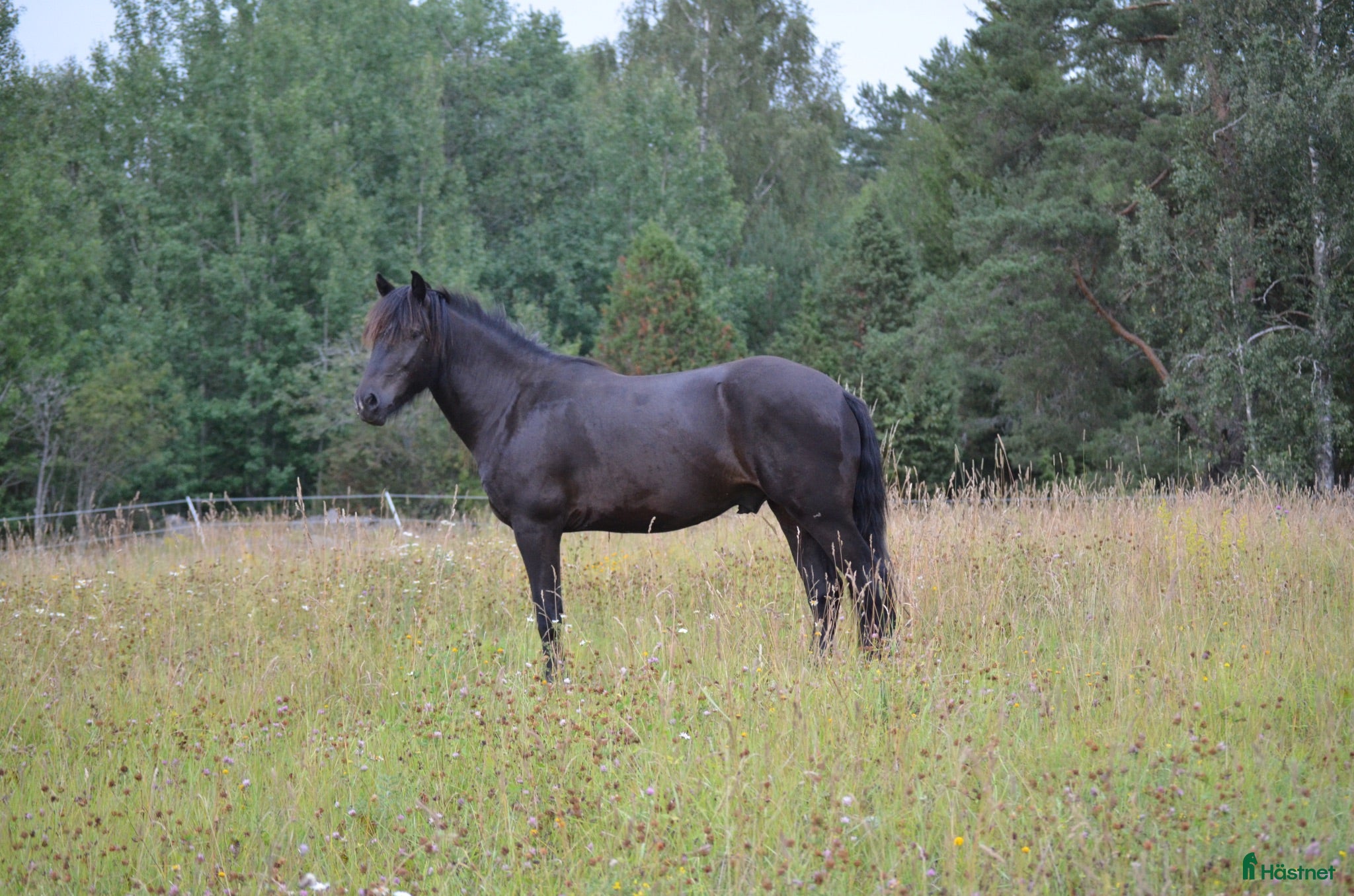  hästar Snäll kallblodstravare  - Annons 9