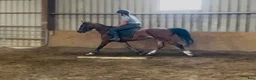 Allround hästar till salu: Kind and easy D pony - Annons 5