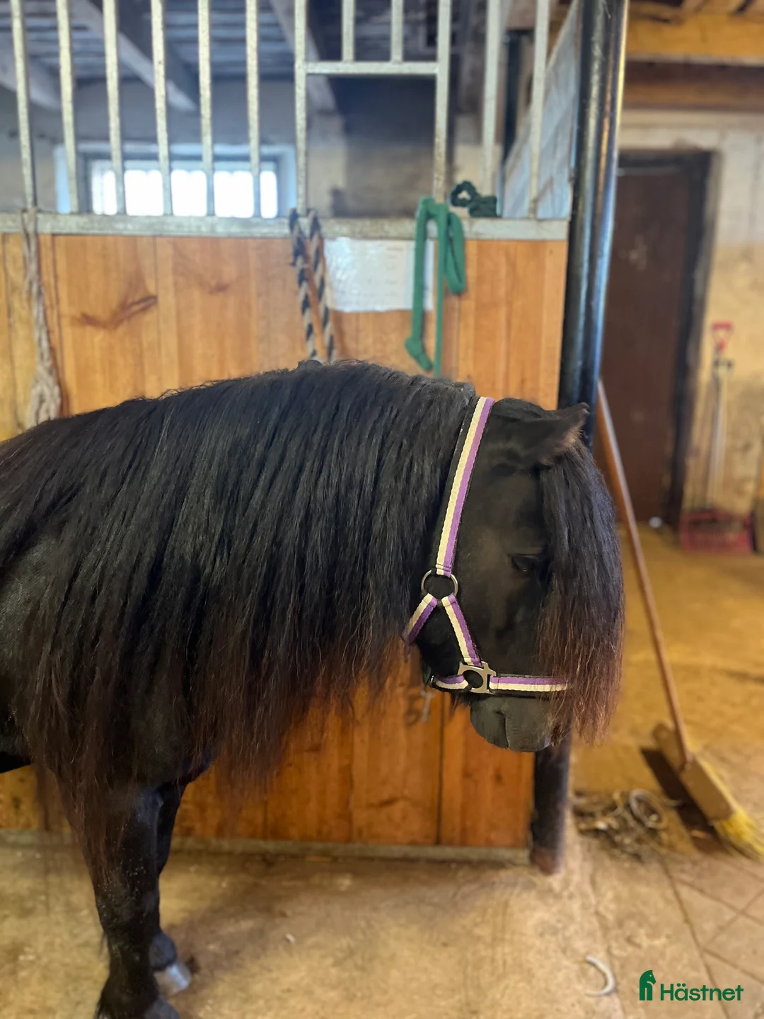 Avelshästar hästar till salu: Avelshingst shetlandsponnyn  i Falköping - Annons 16