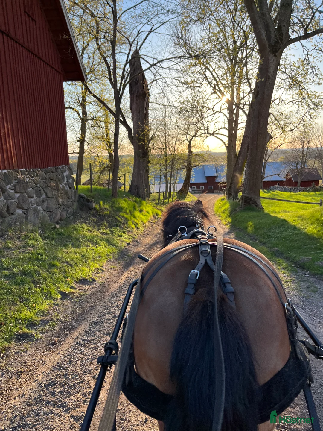 Allround hästar till salu: Russvalack söker nytt hem - Annons 4