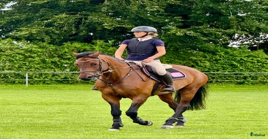  hästar i Våxtorp - Annons 2