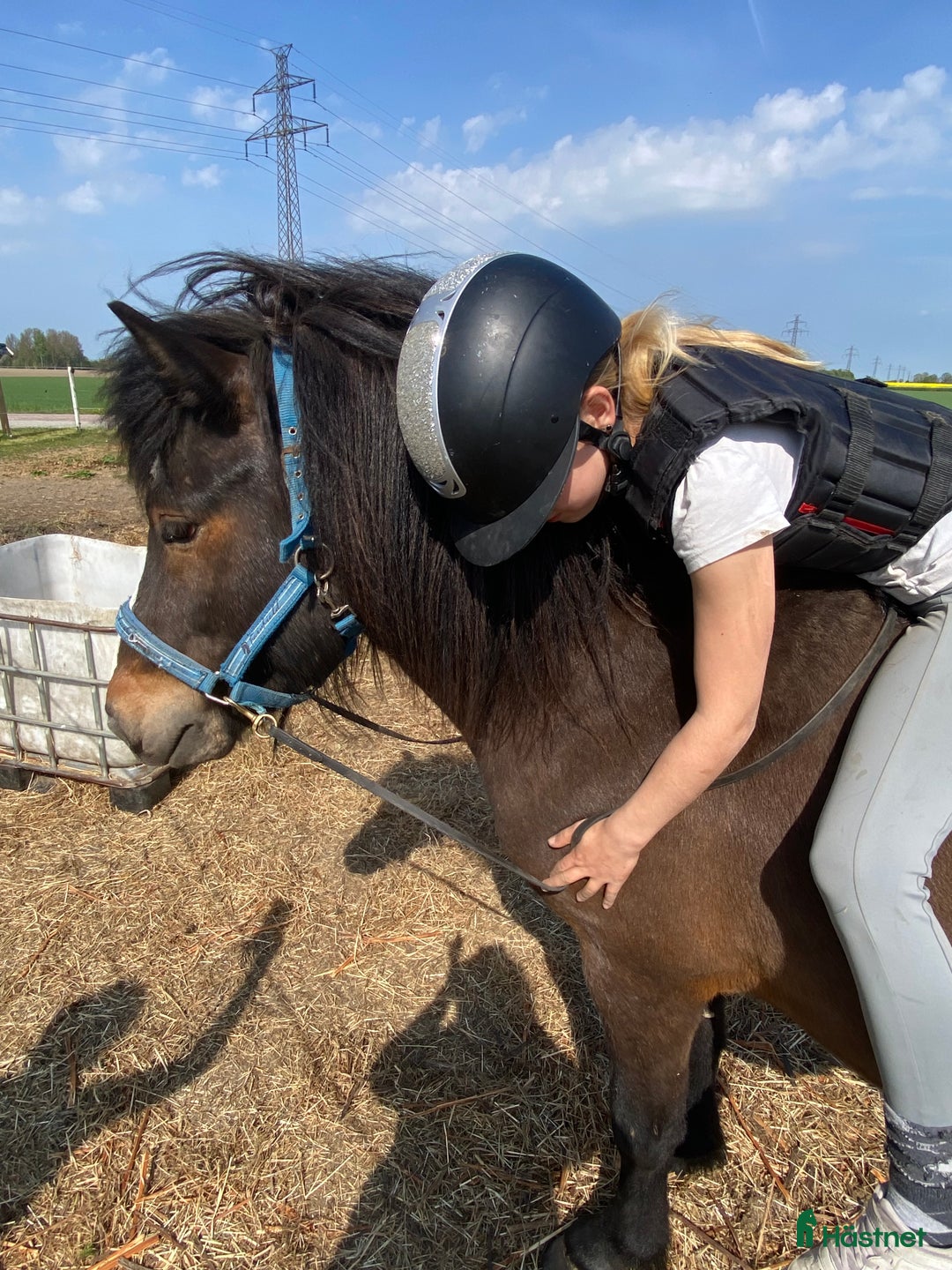  foderhäst finnes: Islandshingst i Kävlinge - Annons 10