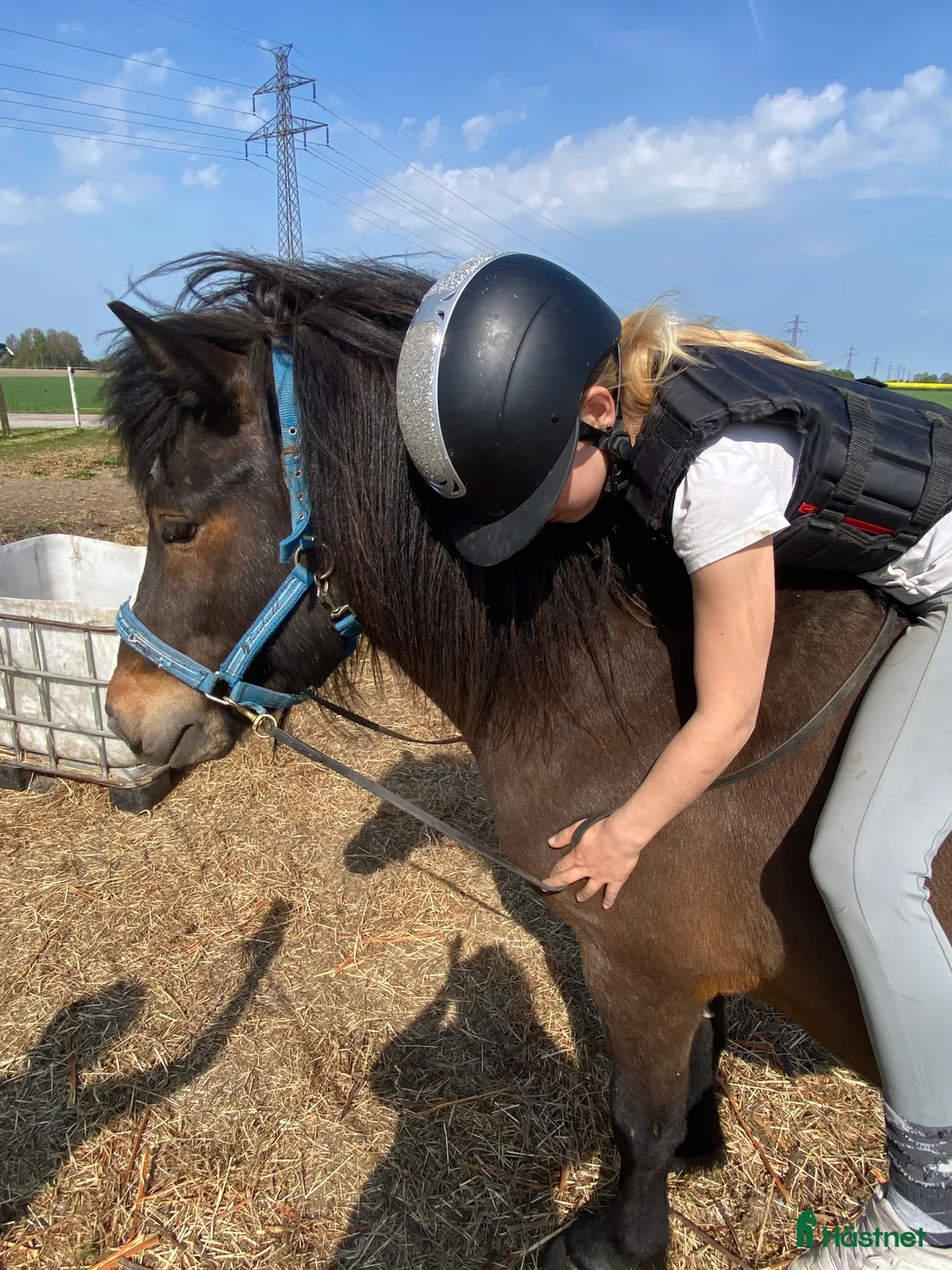  foderhäst finnes: Islandshingst i Kävlinge - Annons 10