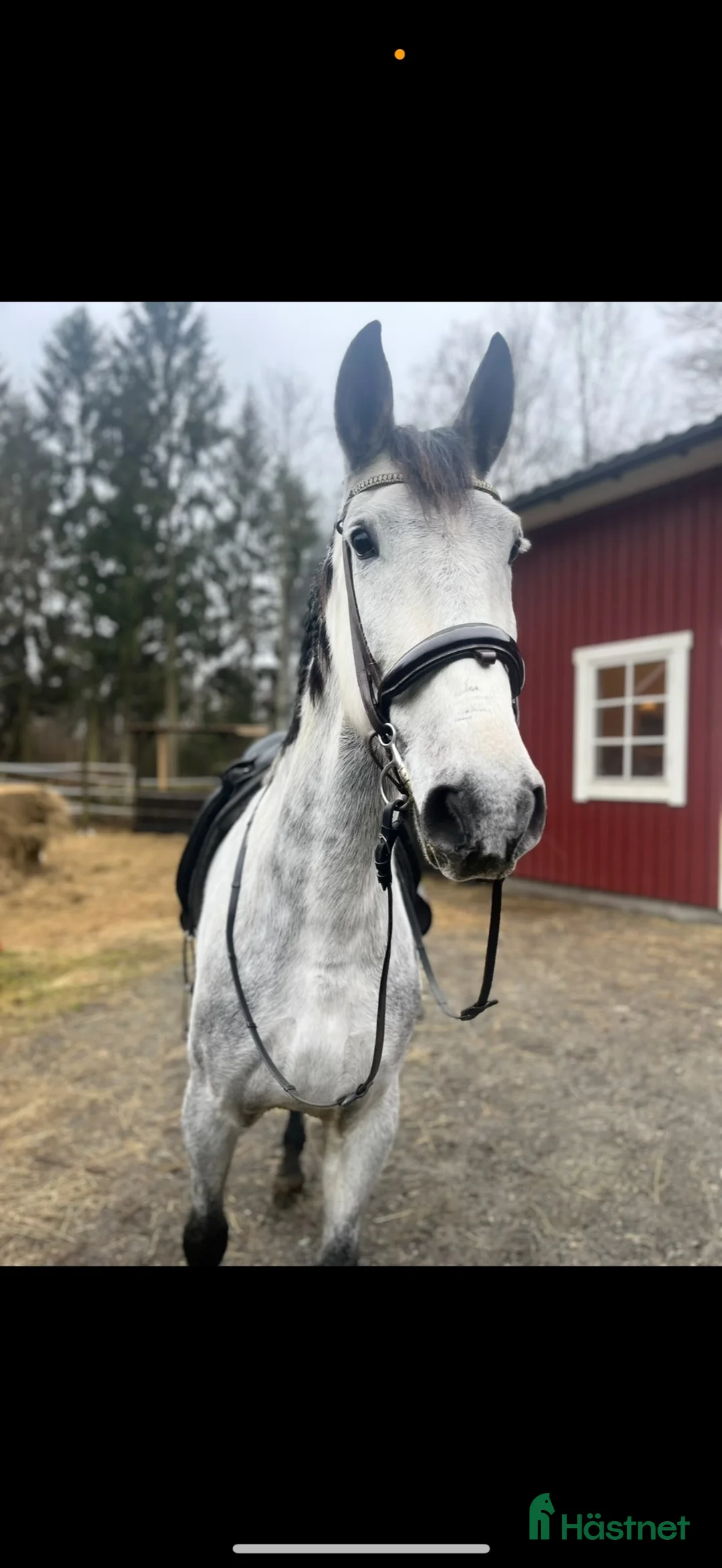 Övrigt hästar till salu: Bronco MR  - Annons 1