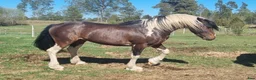 Allround hästar till salu: Quarter/Irish Cob Sagohäst! - Annons 2