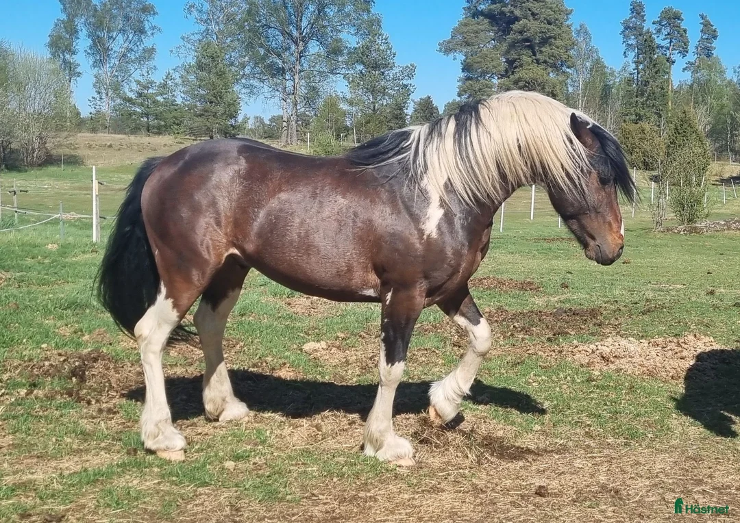Allround hästar till salu: Quarter/Irish Cob Sagohäst! - Annons 2