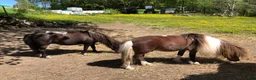 Allround hästar till salu: Amerikanska miniatyrer, hingst och dräktigt sto - Annons 4