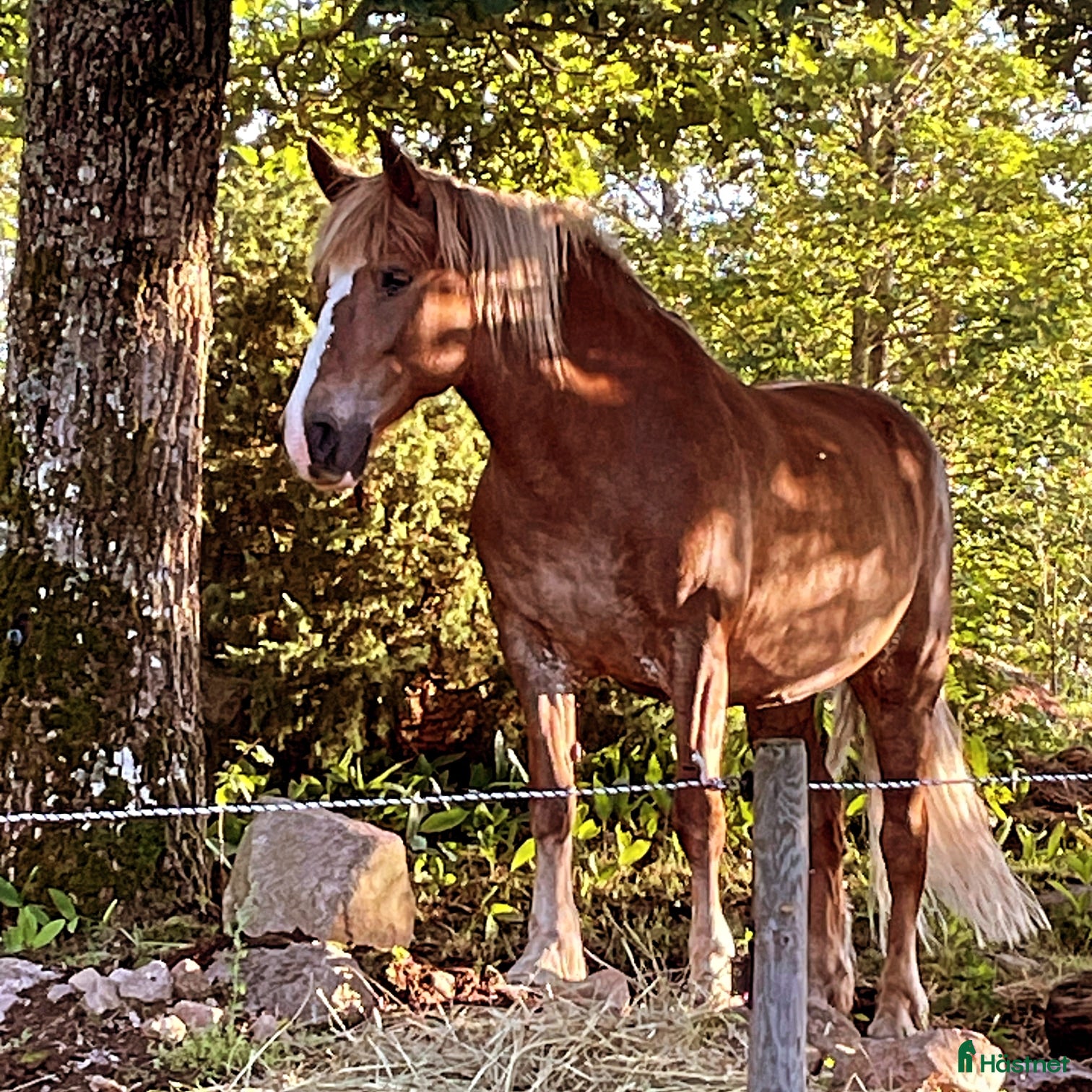 Working Equitation hästar sökes: Trygg vän sökes - Annons 1