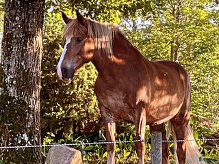 hästar Trygg vän sökes i Mariestad - Annons 1