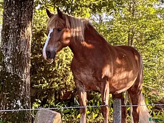 hästar Trygg vän sökes - Annons 2