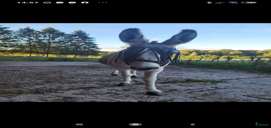 Galleribild {{count}}