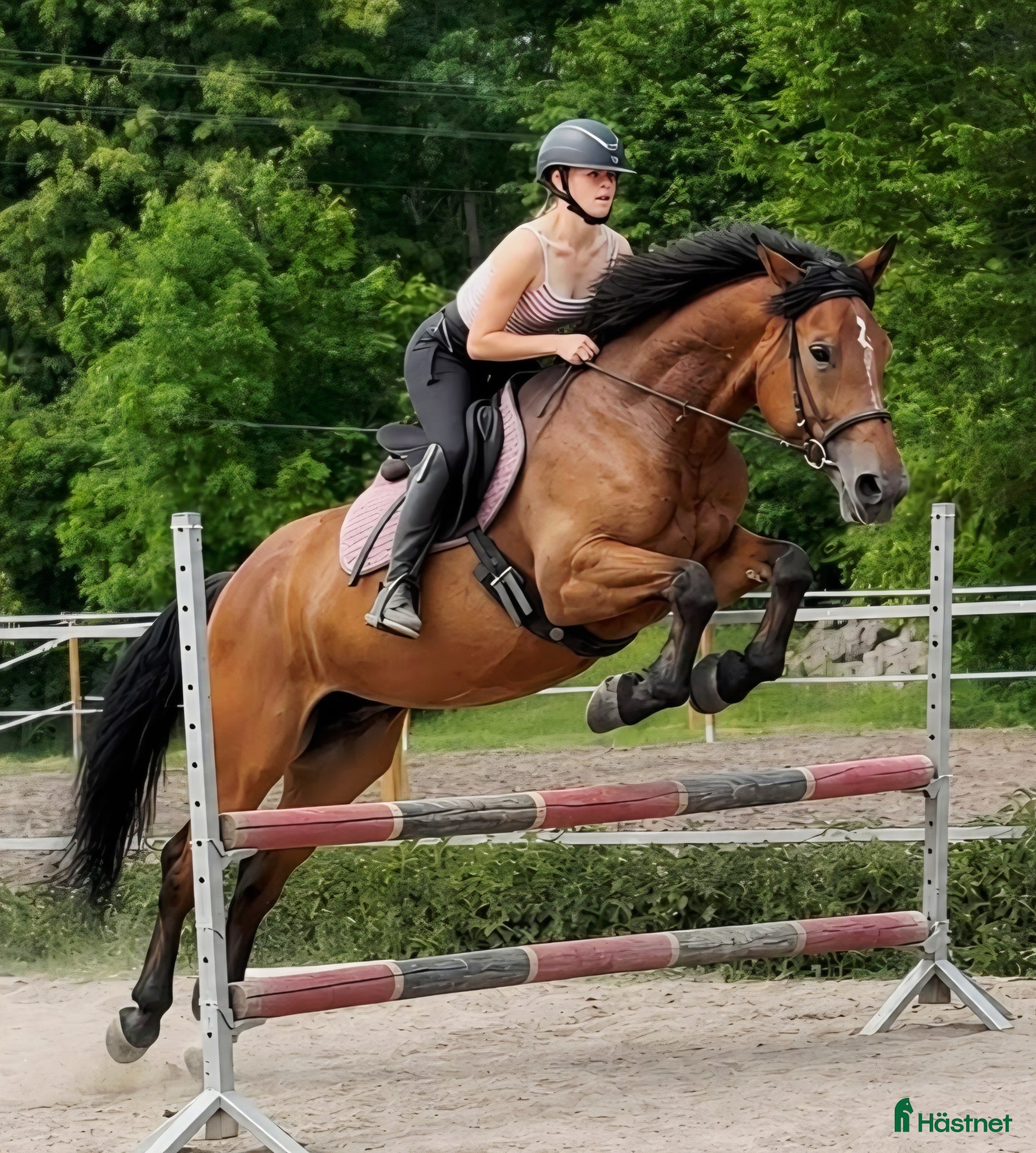  hästar Magnificent allrounder - unique look - Annons 2