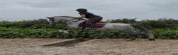 Allround hästar till salu: Connemara ponies - Annons 10