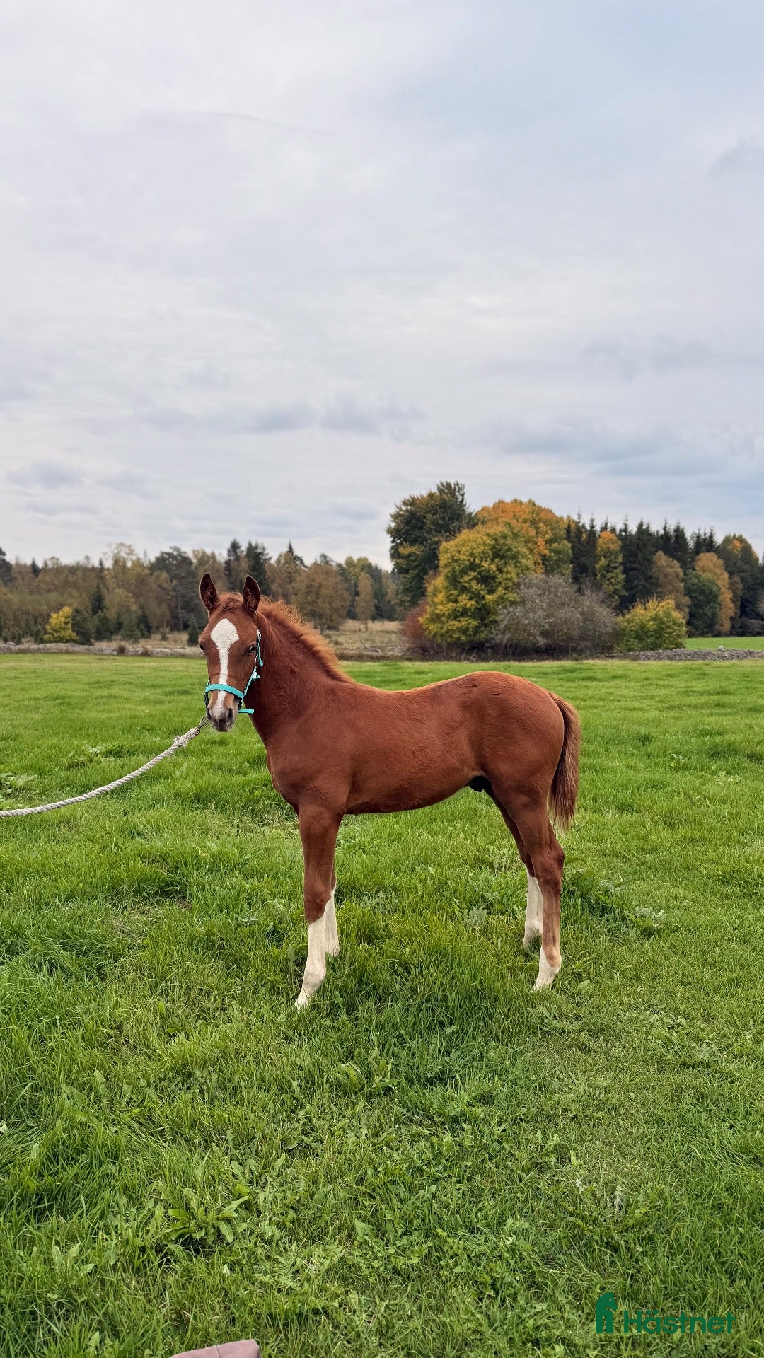  hästar Hingstföl e. Kathmandu - Heartbreaker - Ramiro Z - Annons 4