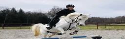  medryttarhäst finnes: Medryttare till 2 D-ponnies i Västerhaninge - Annons 1