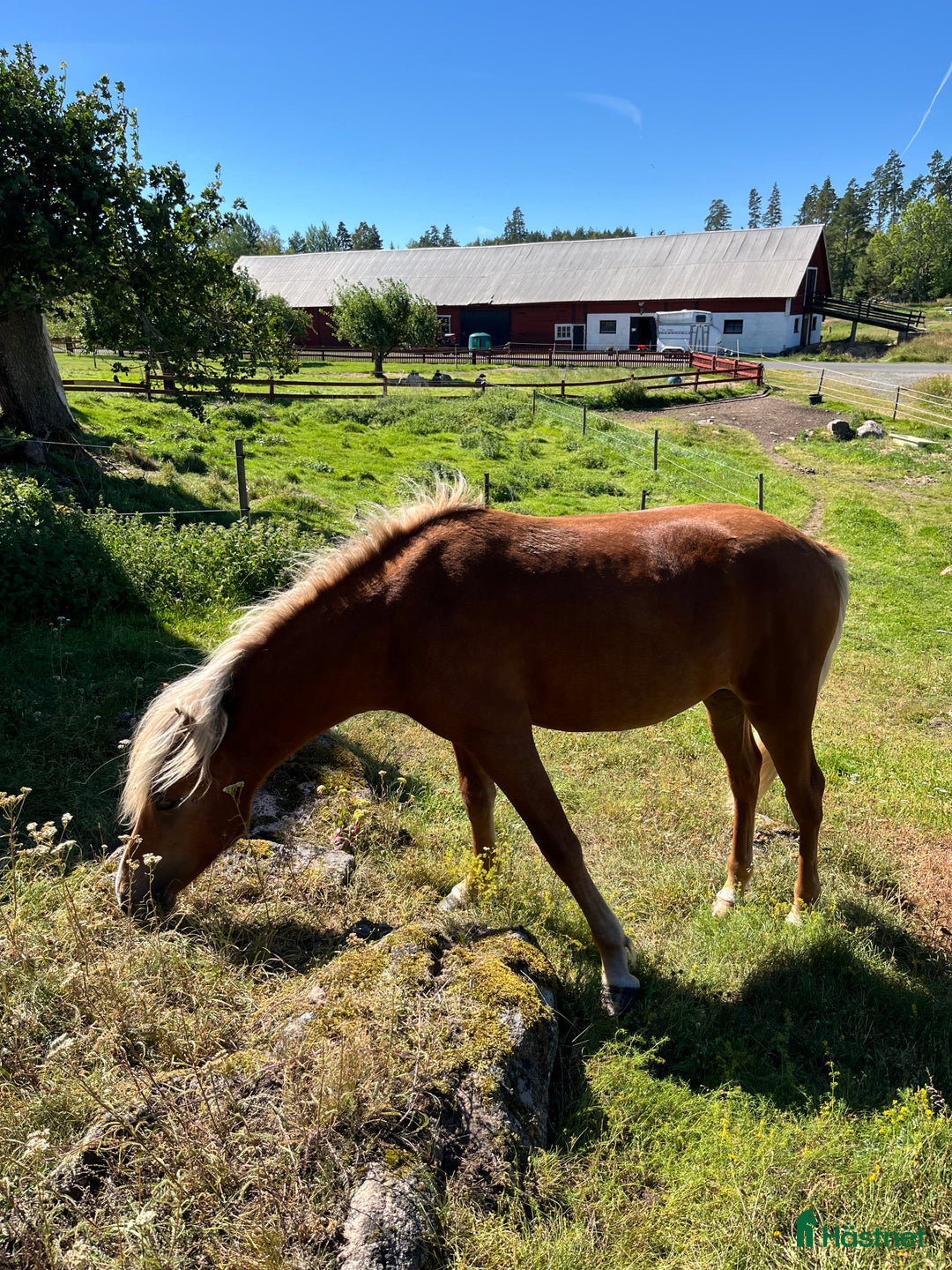 Island hästar till salu: Snäll charmig och snygg hingst i Nässjö - Annons 4