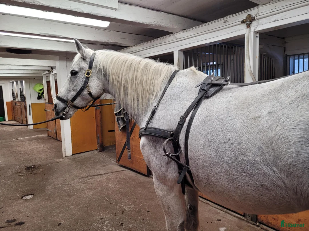 Körselar körning till salu: Körsele i svart läder stl full i Tyresö - Annons 2