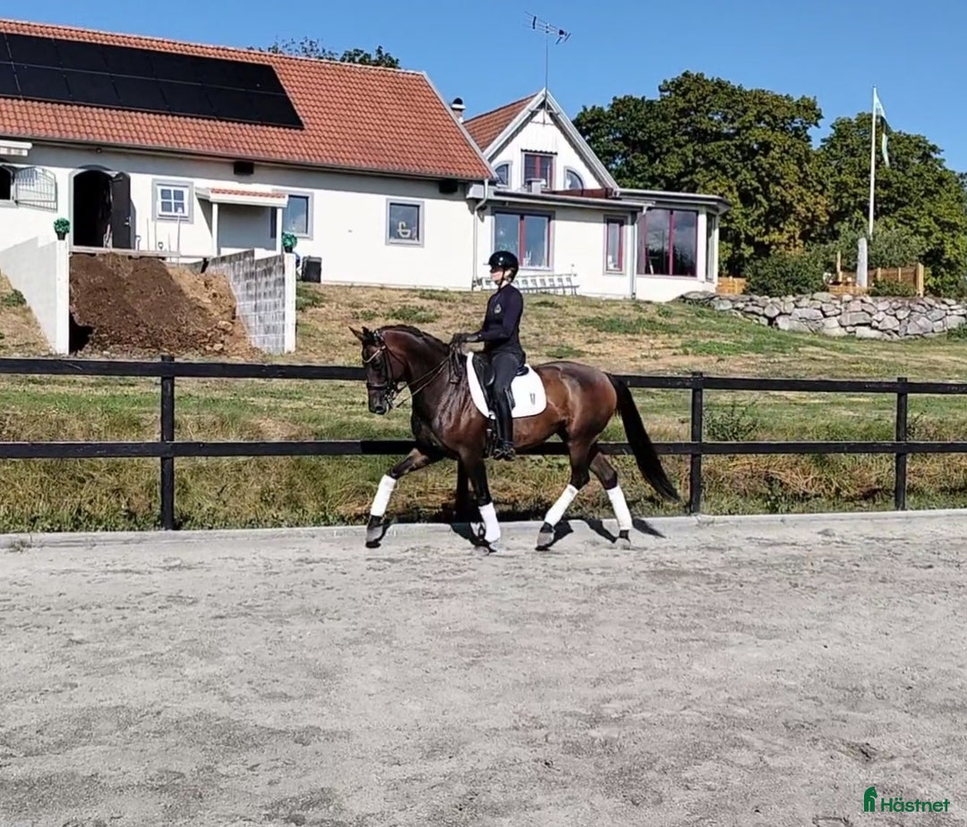 Dressyr hästar till salu: Helt underbar och lovande 8-åring! i Glimåkra - Annons 3