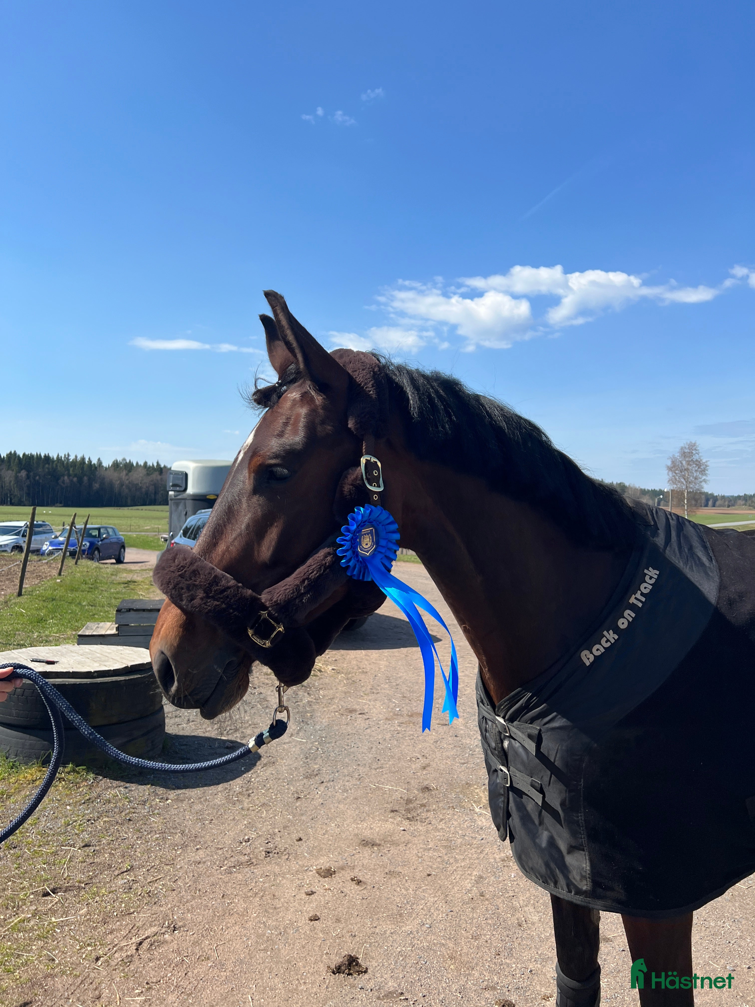  hästar Snygg valack RESERVERAD  i Eksjö - Annons 14