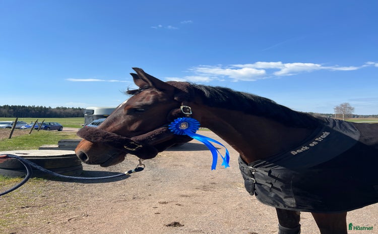  hästar i Eksjö - Annons 5