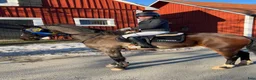 Hoppning hästar till salu: Svensk Ridponny-sto säljas av uppfödaren  - Annons 1
