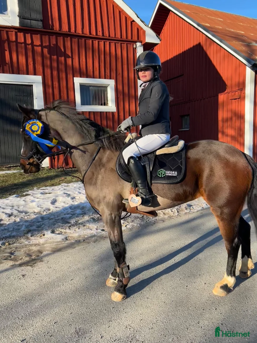 Hoppning hästar till salu: Svensk Ridponny-sto säljas av uppfödaren  - Annons 1