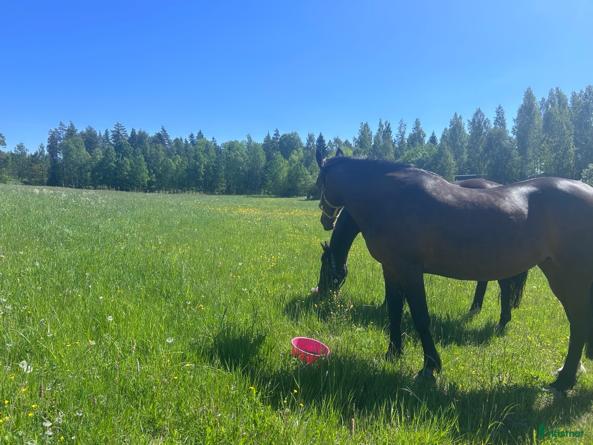  stallplats finnes: Sommarbete/rehab/pensionärsboende för hästar - Annons 4