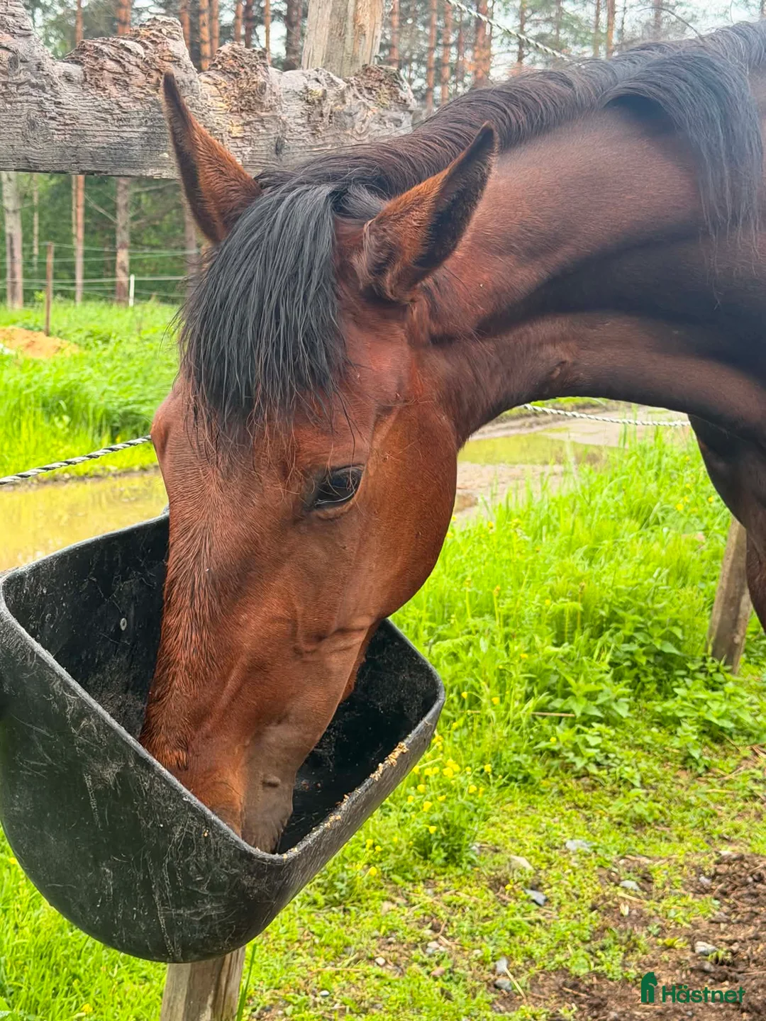 Trav hästar till salu: Sto 3 år - Annons 2