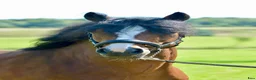 Allround hästar till salu: Eyecatcher Connemaraponny! - Annons 7