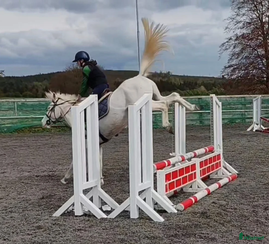 Hoppning hästar till salu: Potential top track pony  i Madrid - Annons 16