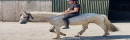 Allround hästar till salu: Ride & Drive gelding  - Annons 13