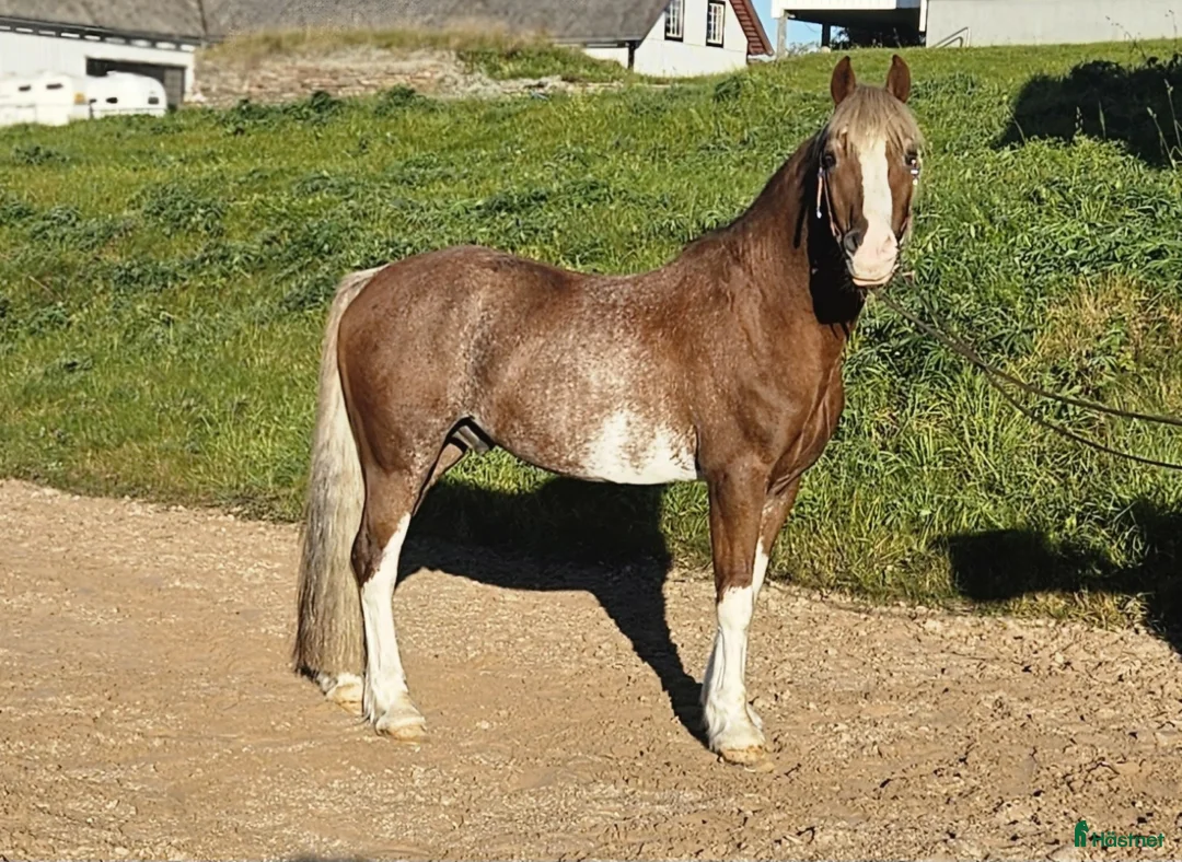 Allround hästar till salu: Dressyr, hoppning, western, uteriden i Stenstorp - Annons 4