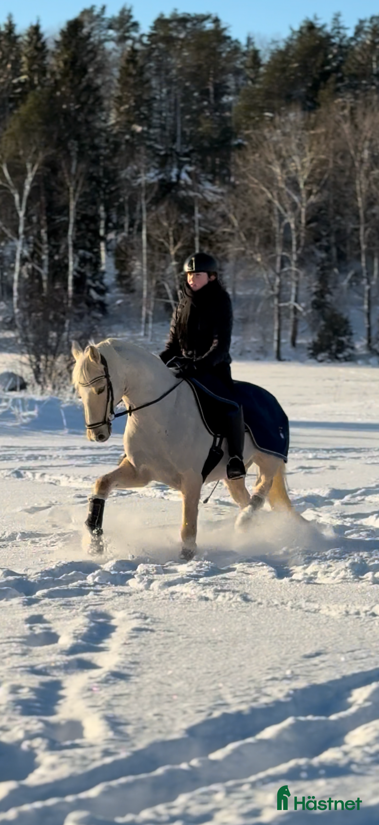  hästar Prestationsavlad gångartsponny!  i Rånäs - Annons 4