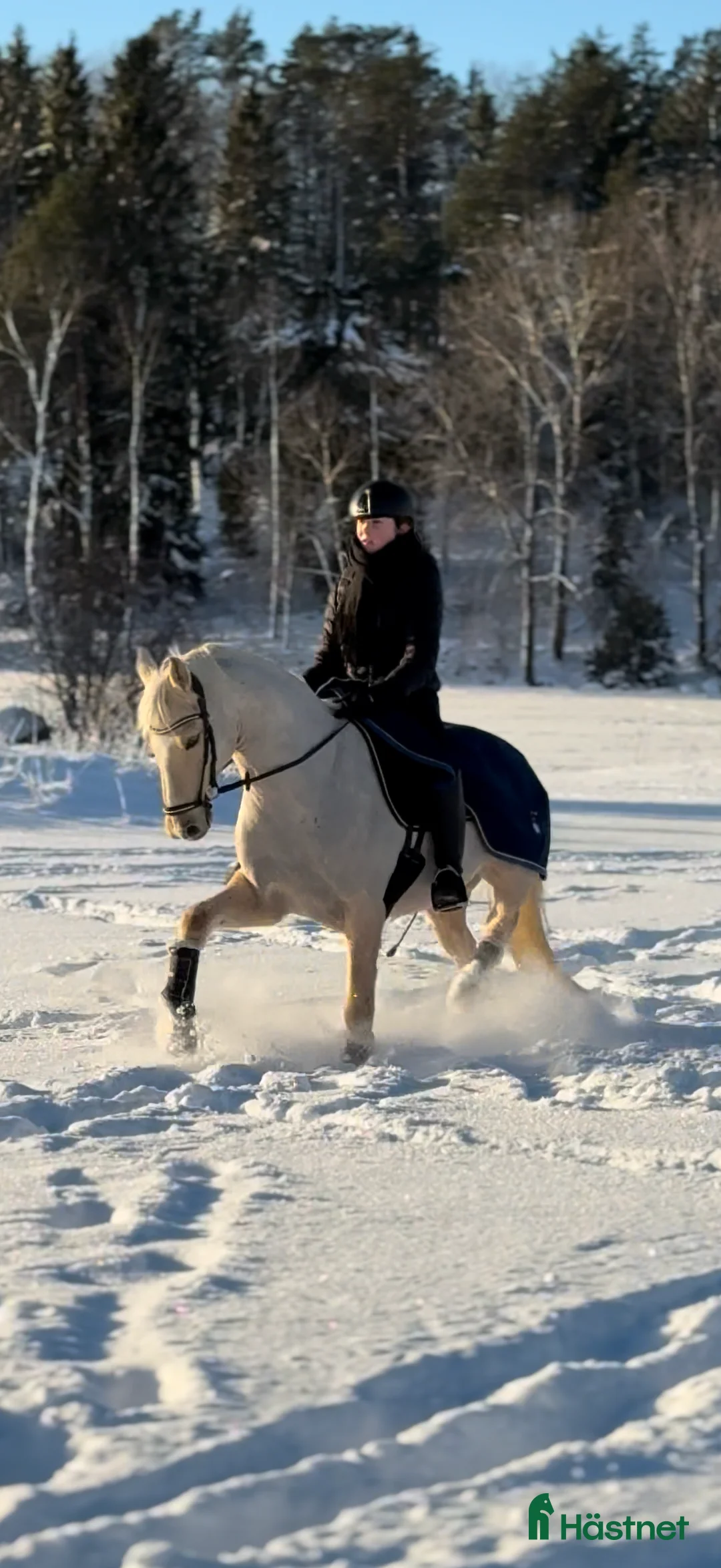 Dressyr hästar till salu: Prestationsavlad gångartsponny!  i Rånäs - Annons 1