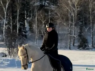 hästar Prestationsavlad gångartsponny! i Rånäs - Annons 4