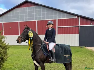 hästar Tävlingsponny med energi i Vadstena - Annons 5