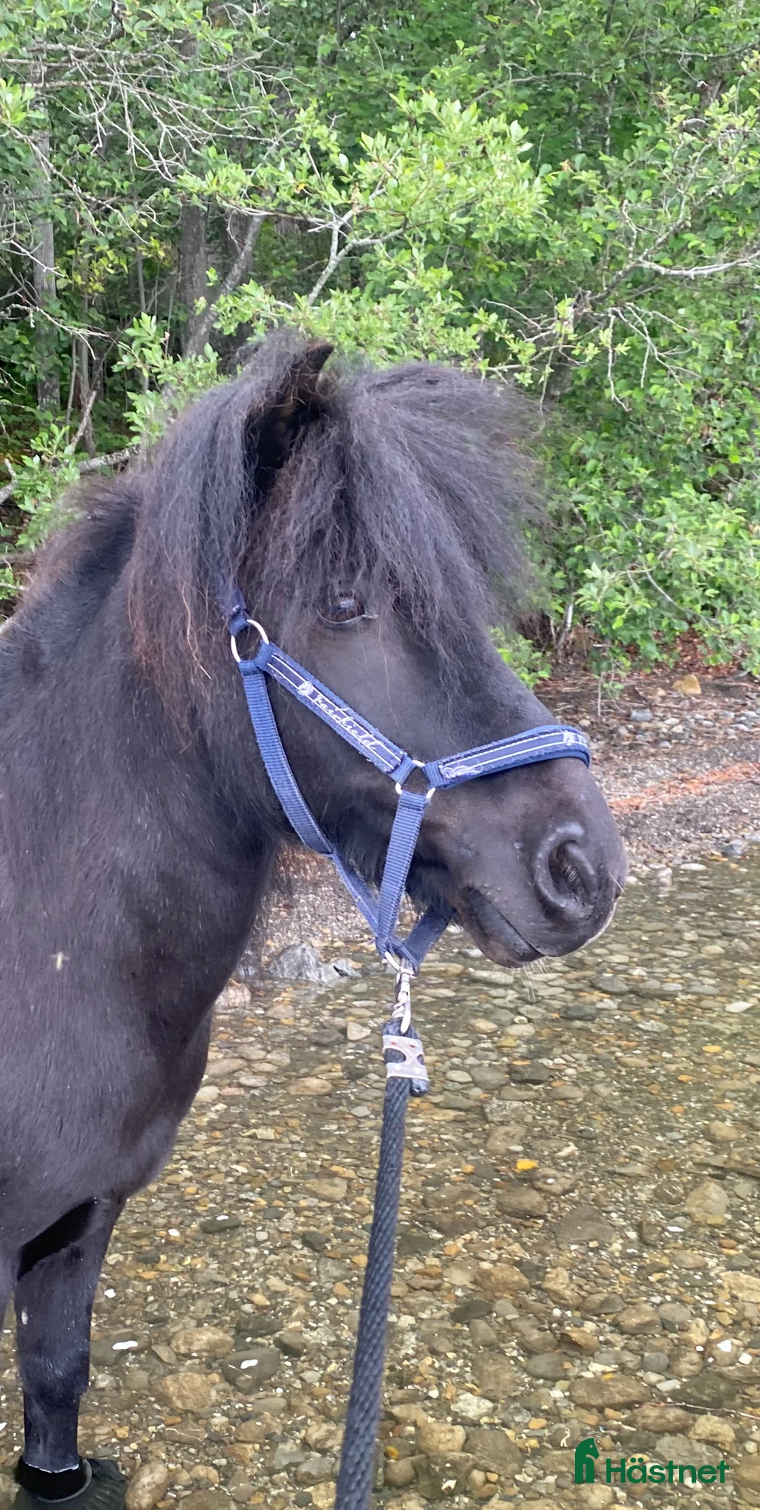 Övrigt hästar till salu: Samarbetsvillig och sällskaplig shettis❤️ - Annons 2