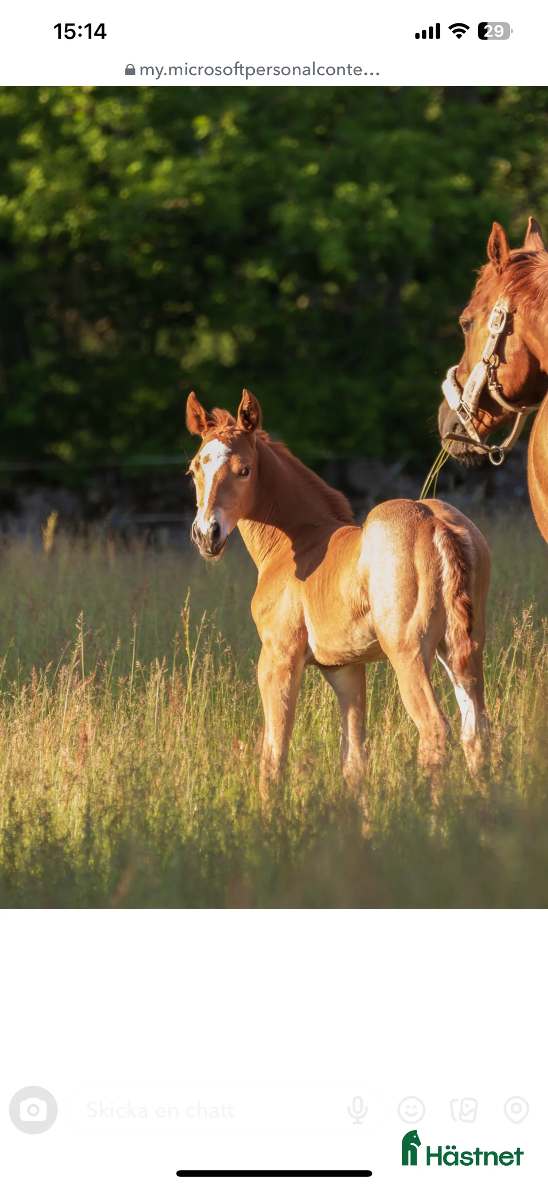 Western hästar till salu: Ett ämne för framtiden  - Annons 4