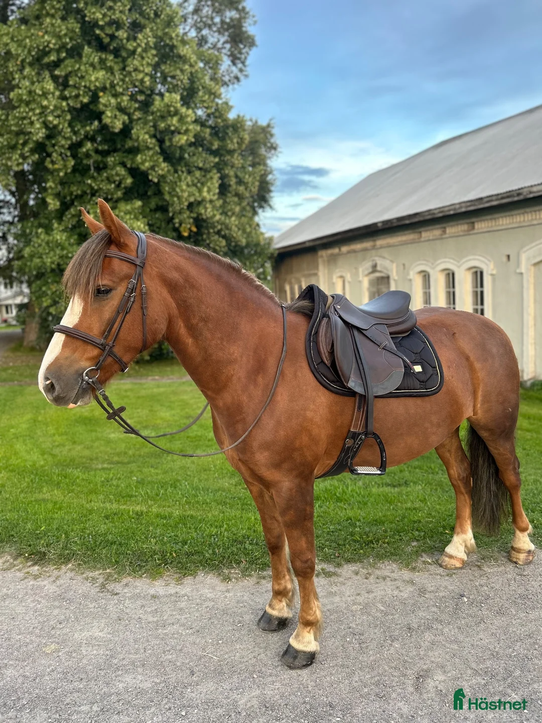 Hoppning hästar till salu: Lovande ungponny - Annons 1