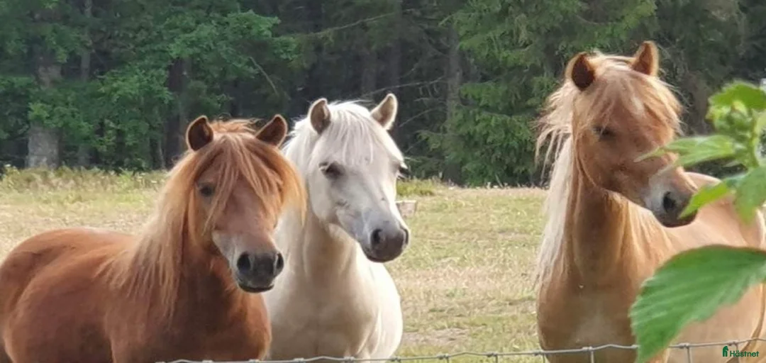 Galleribild {{count}}