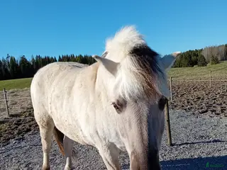Övrigt hästar till salu: Gosig fjording - Annons 2