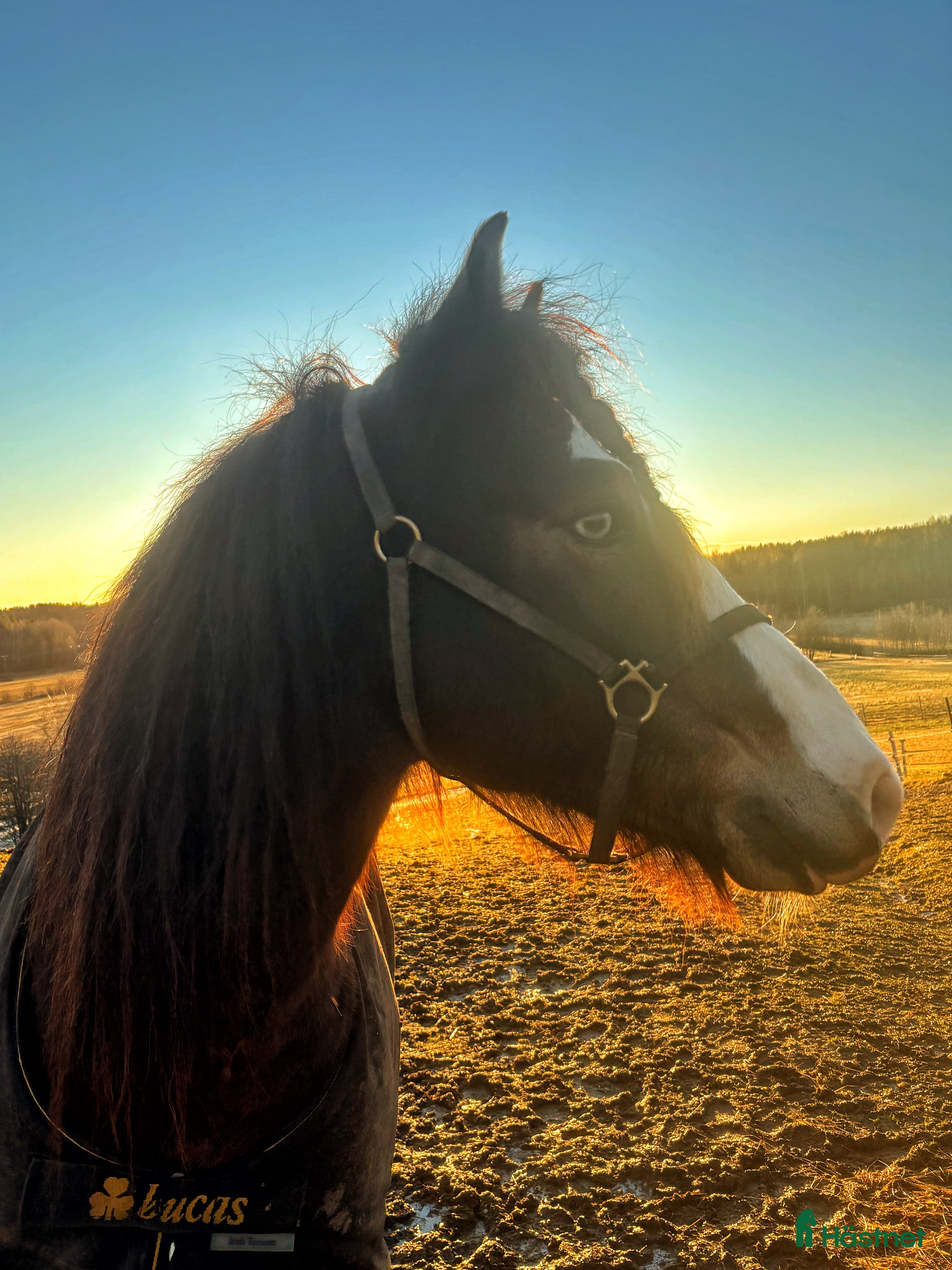  hästar Snygga Bläsen - hoppar villigt! - Annons 19